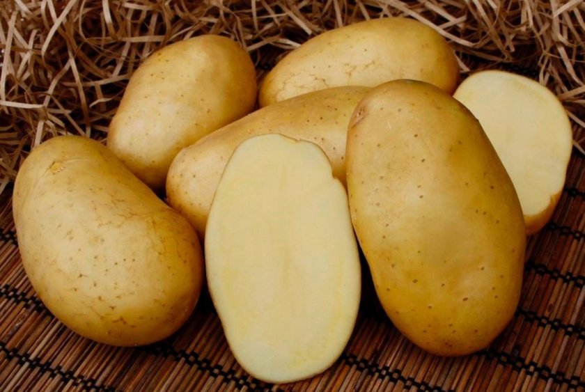 94ae1f431cfec720e2f4251ca58e33f7 Картопля сорту Фелокс: опис та характеристика, відмінність від інших сортів, вирощування і догляд, фото