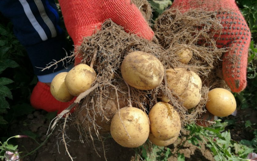 953a4a6a7f88f6cf595d75ffa48bb268 Сорт картоплі Банба: особливості та характеристика, агротехніка вирощування та догляду за картоплею, фото