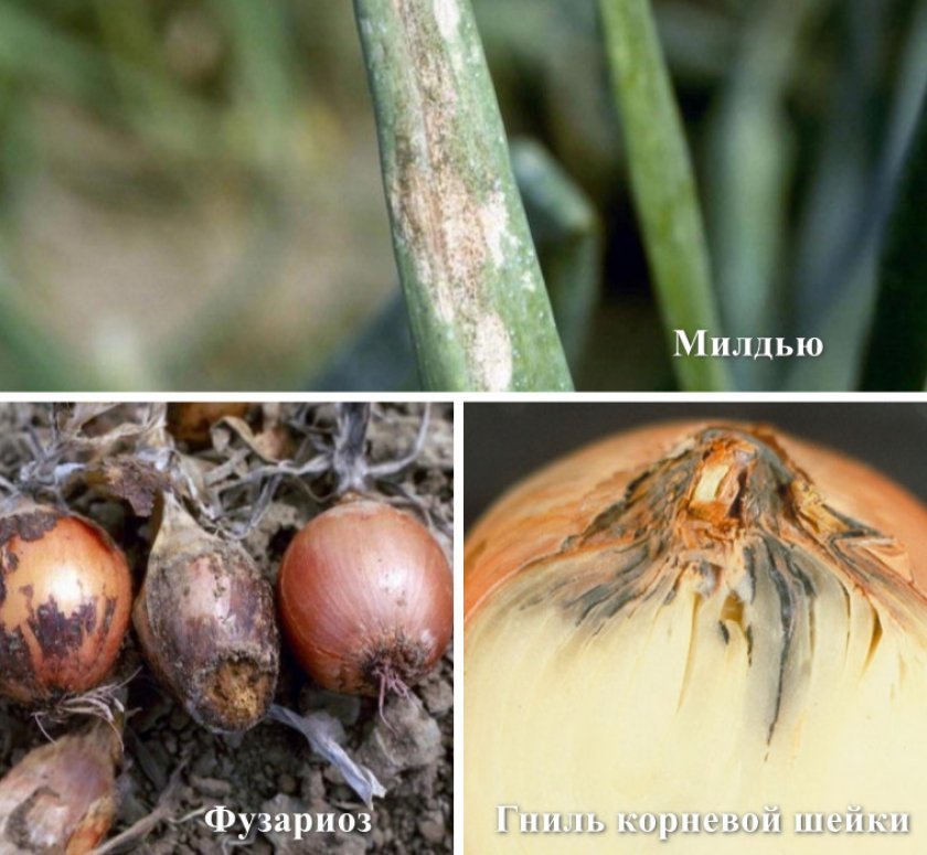 95dad468d2aaa20065533d6d7352ba92 Цибуля Золотистий Семко: ботанічний опис і характеристика сорту, особливості вирощування з сіянки та насіння, фото
