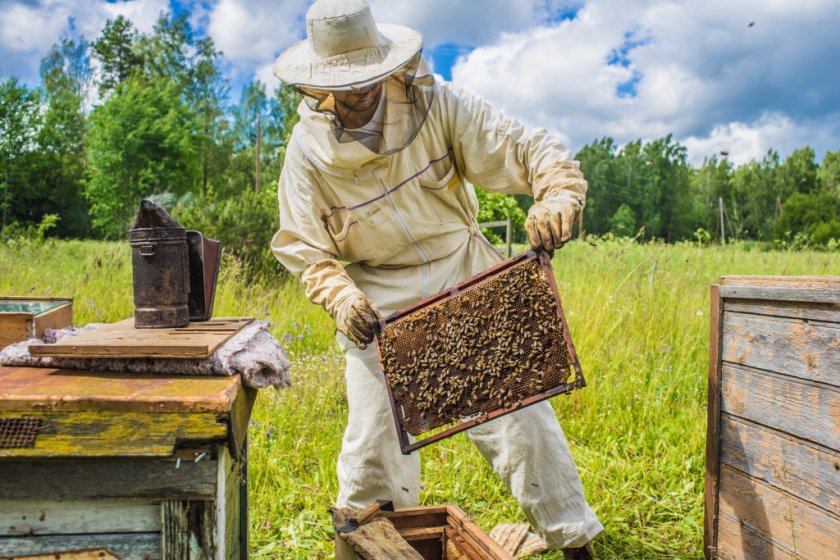 9679ca98f30f75b0471ca60cdc786a52 Чому гинуть бджоли: причини, чинники, чим загрожує вимирання, поради бджолярів