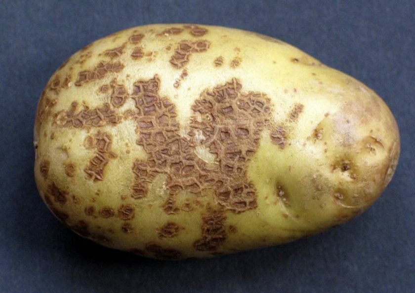 9974822de8e33531e6a9d55e44ba5deb Картопля сорту Волошка: опис і характеристика, особливості вирощування та догляду, фото