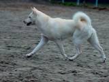 9b4d6cb7426531f4d437b94d2ea3ac6e Кисю ((японська лайка): опис породи собак з фото і відео