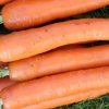 9b90e006463549f9d0fff03dfb8527bc Моркву сорту Лагуна F1: особливості і опис, агротехніка вирощування та догляду за морквою, фото