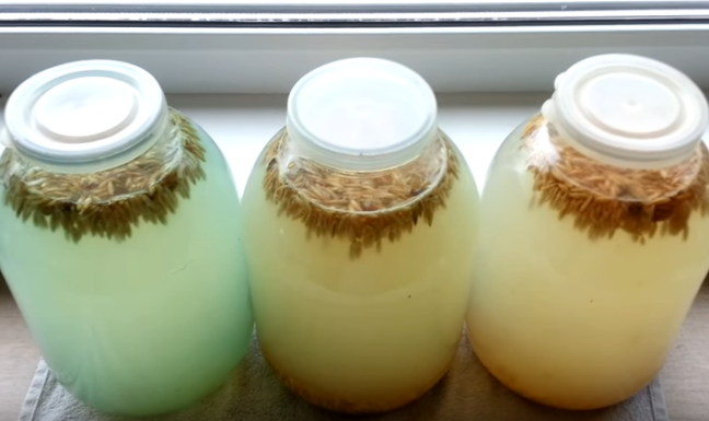 9c1c46930f2afaac9042c1034449716a Квас з березового соку — як зробити (приготувати) квас із соку берези в домашніх умовах