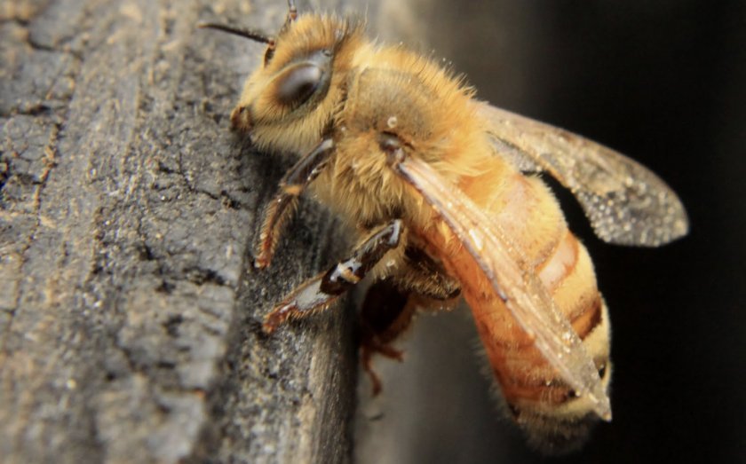 9f8ee447af97fb9e31f7d24859e4f0d5 Акарапідоз бджіл: що за хвороба і як протікає, симптоми та причини, лікування та профілактика