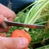 a2943a3f7b3e0f20a8718d50f2b043e2 Як наклеїти насіння моркви на папір для посадки своїми руками: як клеїти і ніж, посадка і догляд