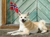 ad48ed0fc3cce9a1ebd5238dc6e8c3f4 Норвезький бухунд (Норвезька лайка): опис породи собак з фото і відео