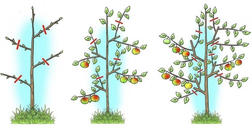 ae7ab5cdbeac3e193d90106dc01dd429 Технологія вирощування яблуні: як правильно доглядати за культурою