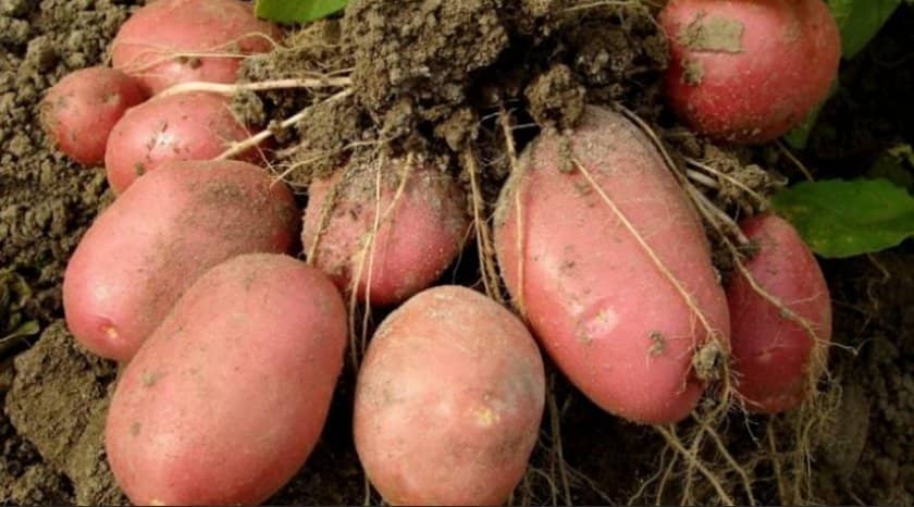 b09a83092b2057fcbe3c70199d3e8372 Картопля сорту Олена: основні характеристики і опис, агротехніка вирощування і догляд, фото