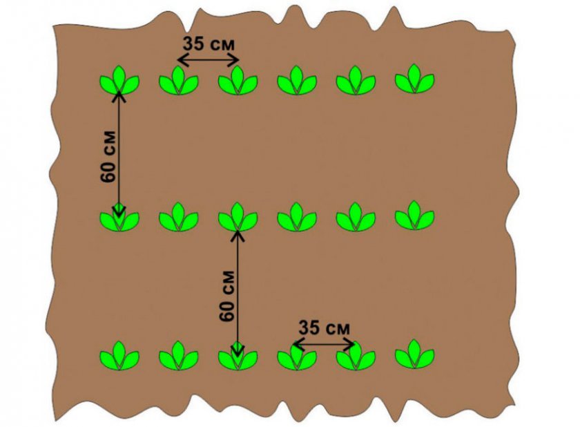 b28154d5745ee0fb076caf67c83e4c51 Картопля сорту Лаура: ботанічний опис і характеристика, агротехніка вирощування та догляду, фото