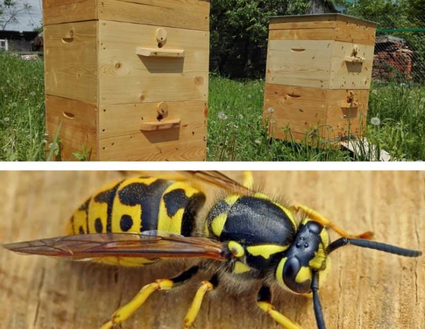 b2eb5cf78c1bcd97ccdeeae1eeb06000 Як боротися з осами на пасіці восени при нападі на бджолиний вулик