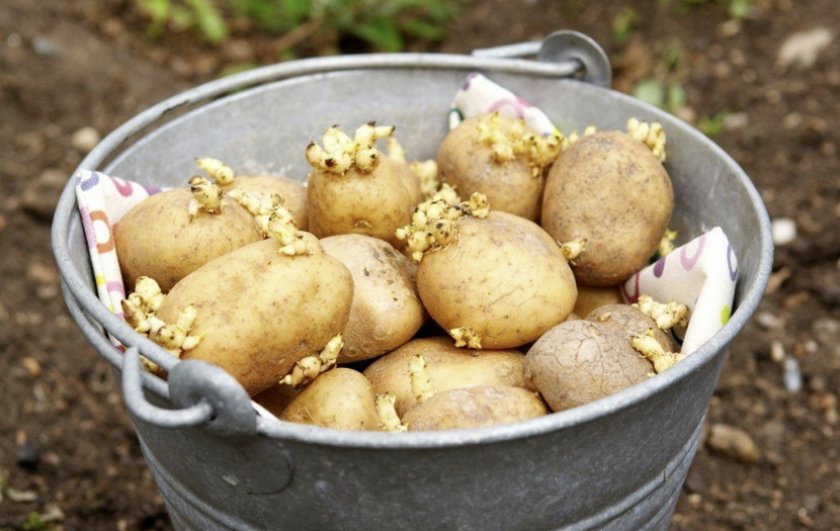 b401d1ee79a4a30088810b64f5ebdc10 Чим обробити картоплю: перед посадкою від хвороб і шкідників, перед зберіганням на зиму, кращі препарати