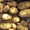 b854b2627dc05bb9c3fe380f3364cb1d Картопля сорту Фермер: опис, характеристика та вирощування сорту, особливості посадки і догляду