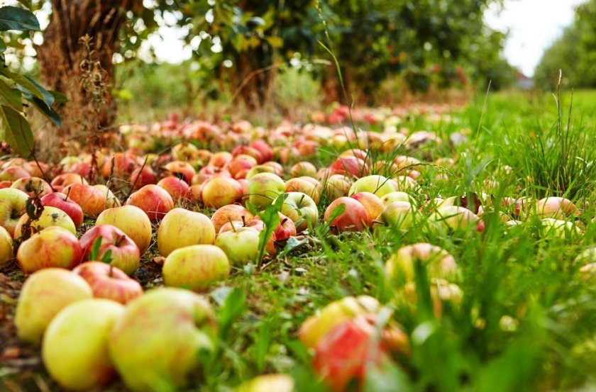 ba442c5ecb6074b3fe9ef0a272fa8d9b Технологія вирощування яблуні: як правильно доглядати за культурою