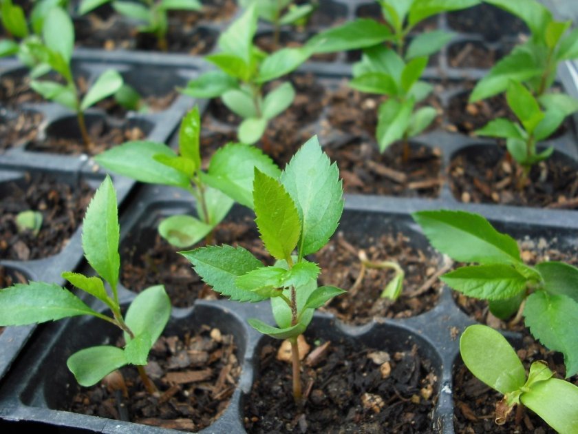 bf359ba226984d119df1119d5ec3c125 Яблуня з насіння в домашніх умовах: як посадити і виростити, особливості догляду, фото