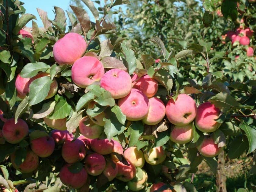 c049e1f07615f2a5252c7c946d9e944e Який сорт яблук найкорисніший для людини, чим відрізняються зелені яблука від червоних