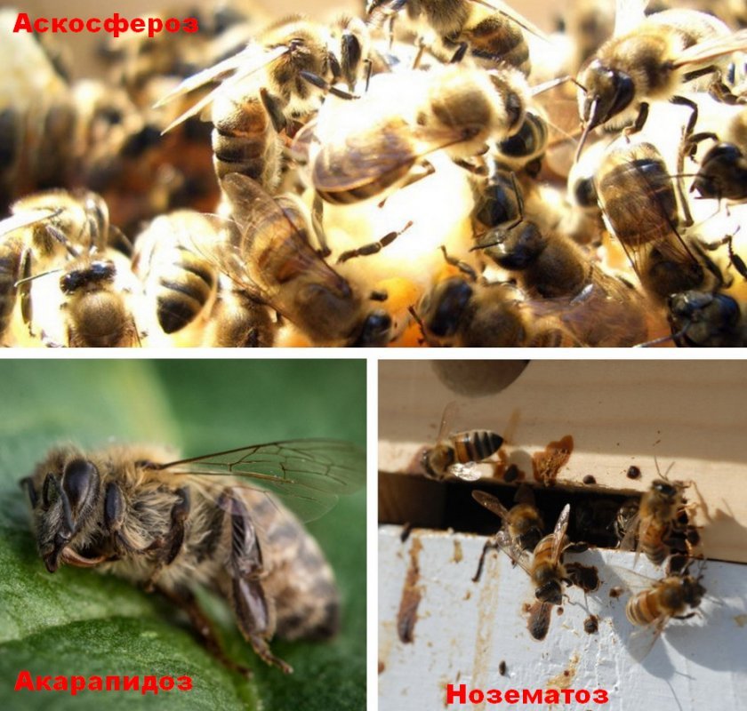 c1a25634cccddc21bf423fcf4a391374 Бджоли навесні: особливості догляду, поради початківцям бджолярам, відео