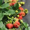 c4a1cbb222b5fe790391094f19e1f048 Домашня полуниця: вирощування з насіння в домашніх умовах на розсаду круглий рік