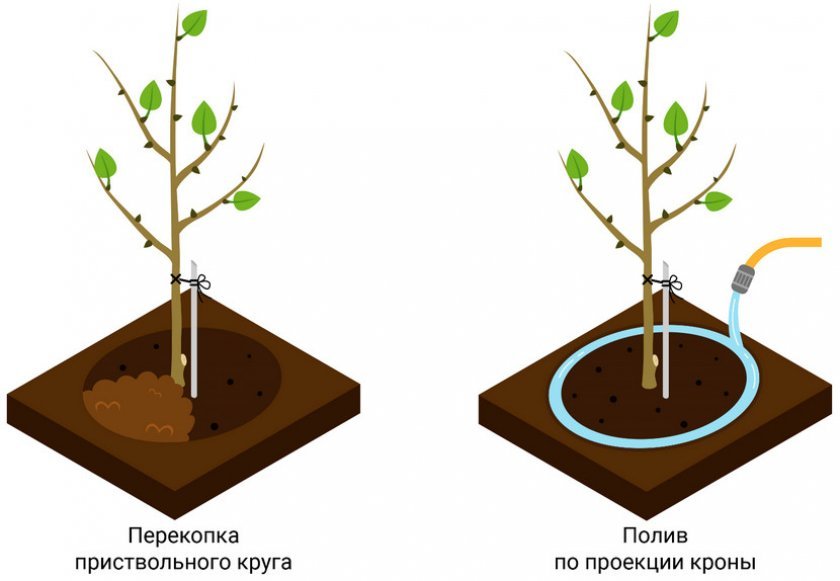 c4cf547e0acdc906d2f70b69eb1433b6 Як виростити яблуню з гілки: як зробити саджанець, чи можна виростити в домашніх умовах