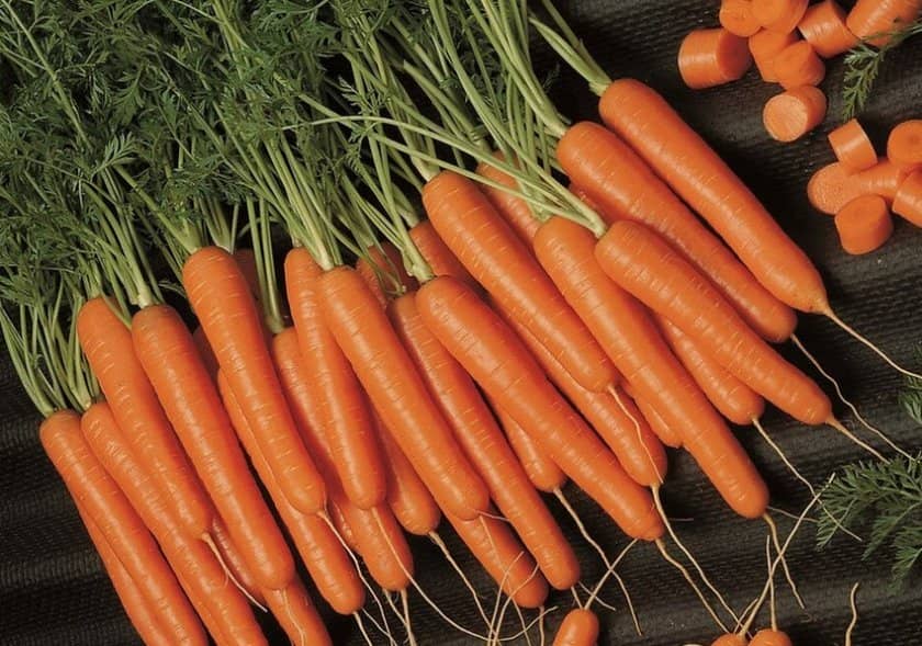 c6952ca233a30aab24c88cc2aced2565 Чому морква не солодка і не соковита: як виростити велику і солодку, кращі сорти