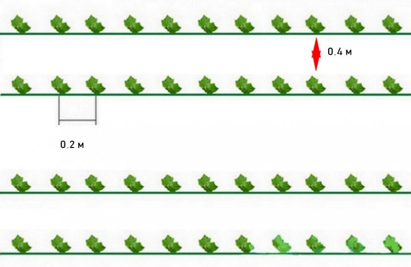 c700481919f90363c5727c15c6d3d095 Огірки Мірабелла F1: опис та характеристика, плюси та мінуси сорти, вирощування і догляд, фото