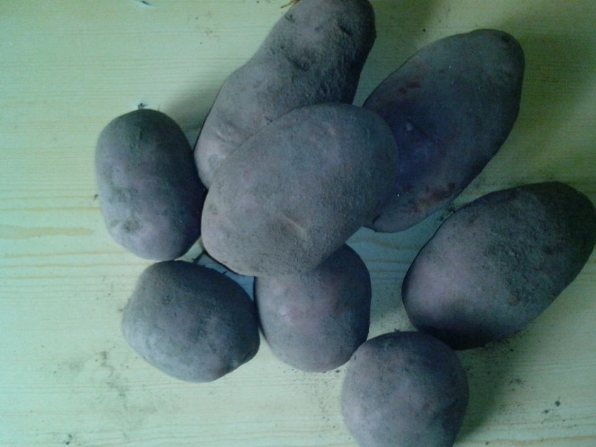 c732d90ef73dc78e5e1787d6c2b9837d Сорт картоплі Чавунка: ботанічний опис і характеристика, особливості вирощування та догляду, фото