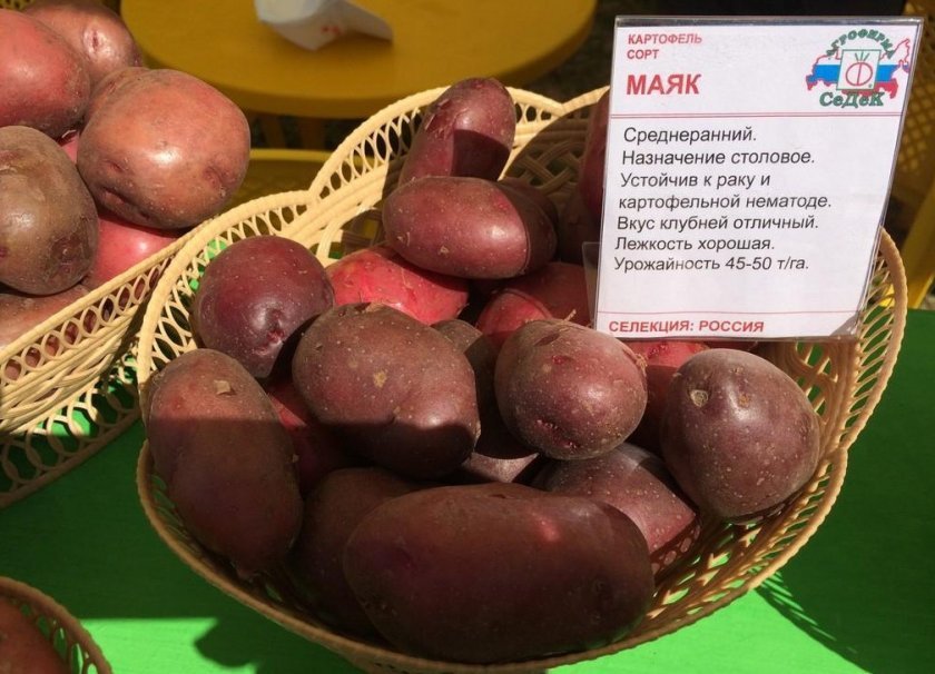 c77e9ba6ec8dd701e614ce2a178fd8c7 Картопля сорту Маяк: опис та характеристика сорти, урожайність і вирощування, фото, відгуки