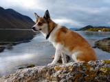 c7d4a5c54e8defce566e52a44de17f4c Норвезька лундехунд: опис породи собак з фото і відео