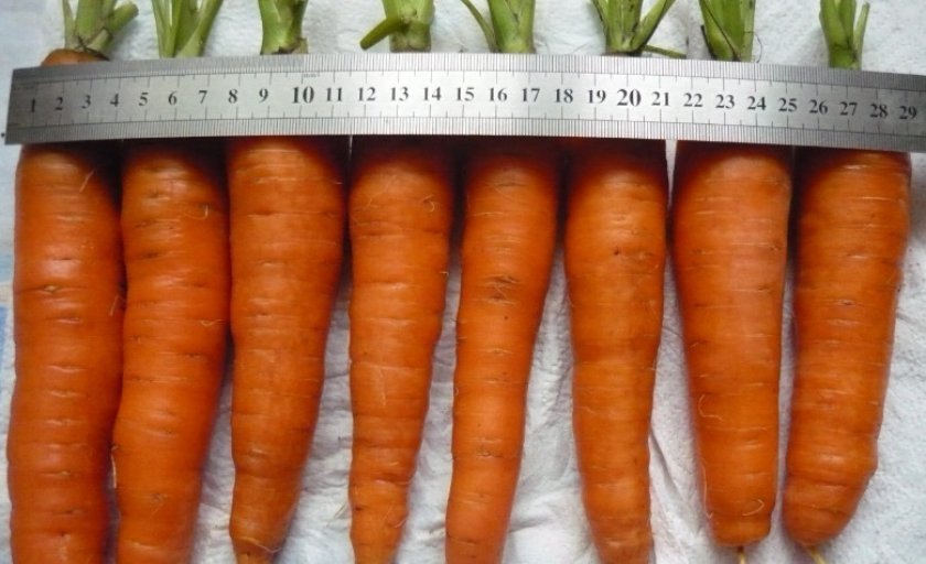 cb9745b9940fa61bf0a7951801d908ef Чому морква не солодка і не соковита: як виростити велику і солодку, кращі сорти