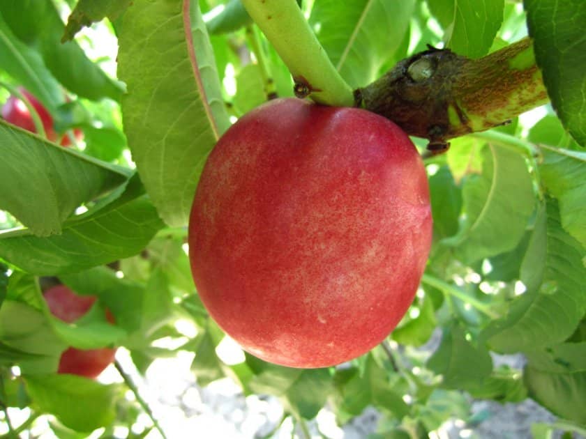 d013de1db020600b8c1f9bbc8a84e8f4 Гібриди персика та нектарина, аличі, яблука, персика: опис сортів з фото
