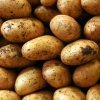 d143c0be427e7bbcde84db0039f944ab Картопля сорту Олена: основні характеристики і опис, агротехніка вирощування і догляд, фото