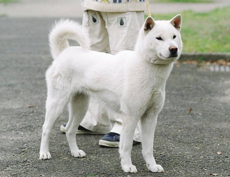 d4739dcfa6fd260e78be31d6b4a4fec2 Кисю ((японська лайка): опис породи собак з фото і відео