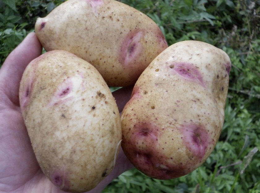 d4d96706bccafcdc2f42bc25f37df941 Картопля сорту Галактика: особливості та характеристика, агротехніка вирощування і догляд за картоплею, фото