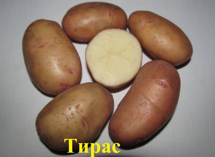 d566453579137a38f8f63e56fb2bb177 Картопля Тірас: ботанічний опис і характеристика сорти, вирощування і догляд, фото