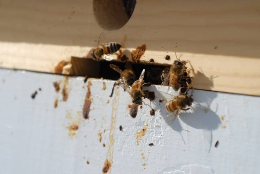 d5ca999cf2ab08439196b2fc0529e557 Чому гинуть бджоли: причини, чинники, чим загрожує вимирання, поради бджолярів