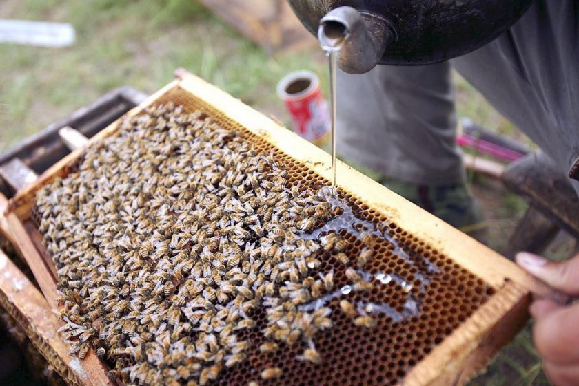 d69b228486c9e3a5935aea0aaced6b1d Бджоли навесні: особливості догляду, поради початківцям бджолярам, відео