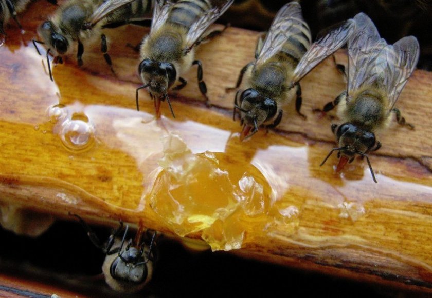 d803869b1f0baf0cded7be28992db3c1 Скільки рамок потрібно залишати на зиму у вулику, скільки меду бджоли зїдають взимку