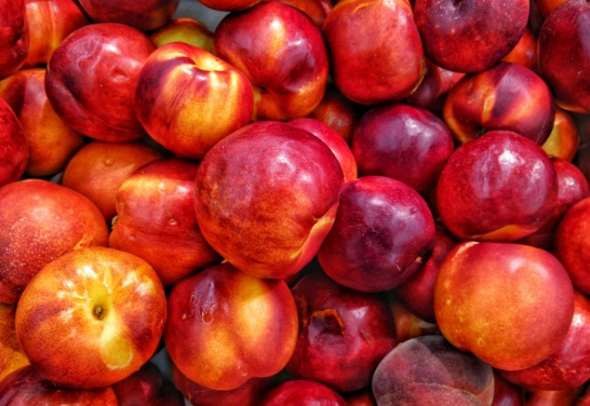 d8b8a031f7a3bd9be2d3265185bdb370 Гібриди персика та нектарина, аличі, яблука, персика: опис сортів з фото