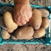 d90c9424587d7c19087868b7d4058ca7 Сорт картоплі Эльмундо: ботанічний опис і характеристика, плюси і мінуси, особливості посадки і догляду, фото
