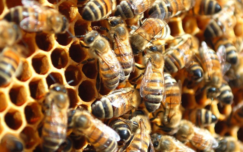 d92eb1e137a41c183348dbe2b03fb94d Мурашина кислота у бджільництві: для чого застосовується, фармакологічні властивості, обробка бджіл восени, поради пасічників