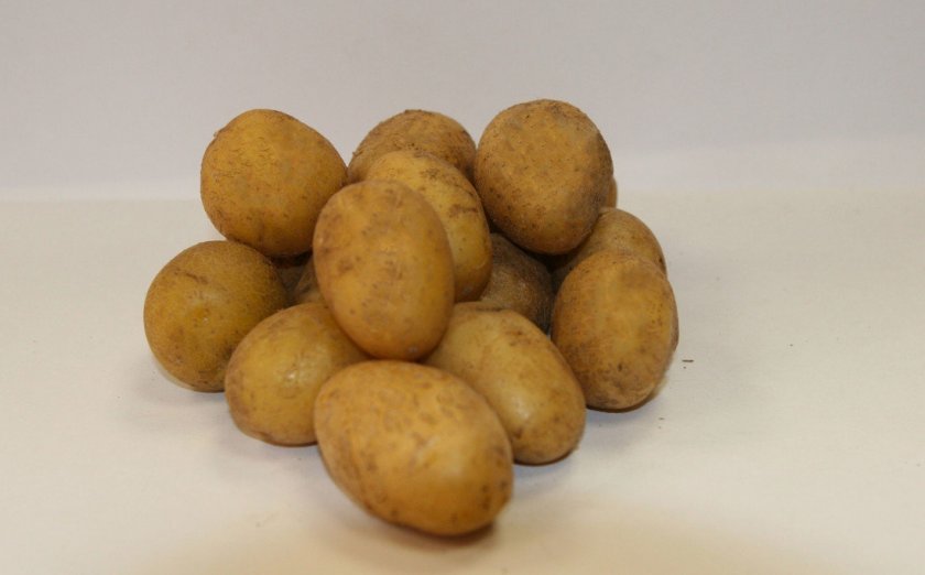 db4148cebca691f89c5dd6a1c6b85743 Сорт картоплі Агата: ботанічний опис і характеристика, плюси і мінуси, агротехніка вирощування і догляд, фото