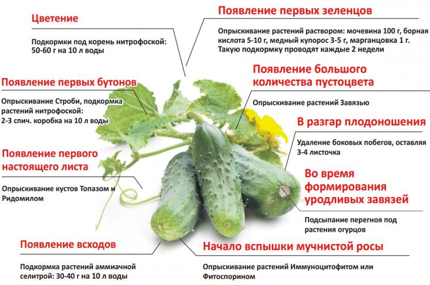 dd790893f80603f82fe39dfe4c23d1ea Огірок сорту Седрік: ботанічний опис і характеристика сорти, агротехніка вирощування і догляд, фото