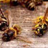 e16676ae1cf3ea6bb4c76ce2e5f471b2 Як боротися з осами на пасіці восени при нападі на бджолиний вулик