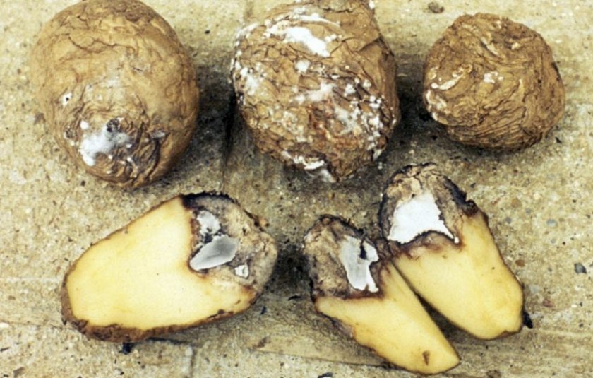 e1f530e0c3765121c9cb48e47361fe9f Гниль картоплі: причини, опис і лікування, що робити і як боротися, чи є уражений картопля, фото
