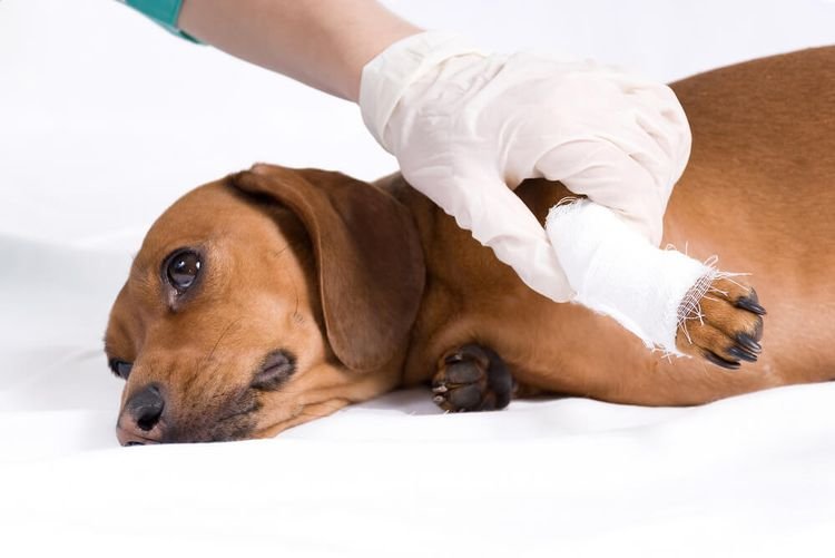 e269108de03cd46cec1e06f83aecf345 Вивих або розтягнення лап у собаки: симптоми і лікування передніх і задніх лап
