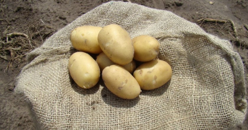 e3833f6dbb12f25d2613d2cea765f295 Картопля Ірбитський: опис, характеристика і смакові якості сорту, особливості вирощування, фото