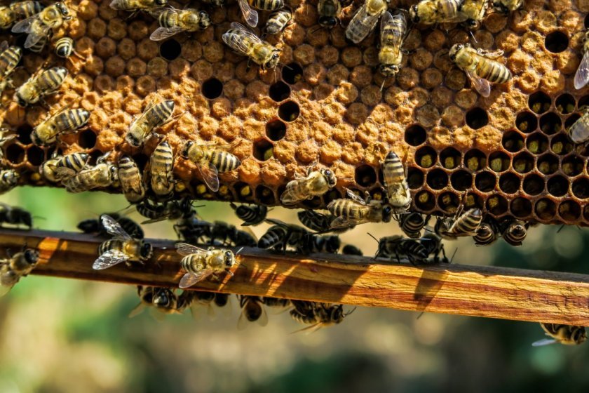 e5eb35b63f64986f1c2f200cb2671363 Чому гинуть бджоли: причини, чинники, чим загрожує вимирання, поради бджолярів
