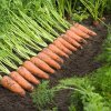 e5f33271e923a1591337d2011e3a6829 Моркву сорту Лагуна F1: особливості і опис, агротехніка вирощування та догляду за морквою, фото