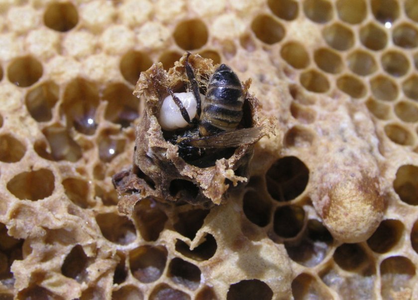 e8f4fd83f564b094230c8eb92c49dd06 Весняні роботи на пасіці: поетапні роботи, розширення гнізд, поради бджолярів