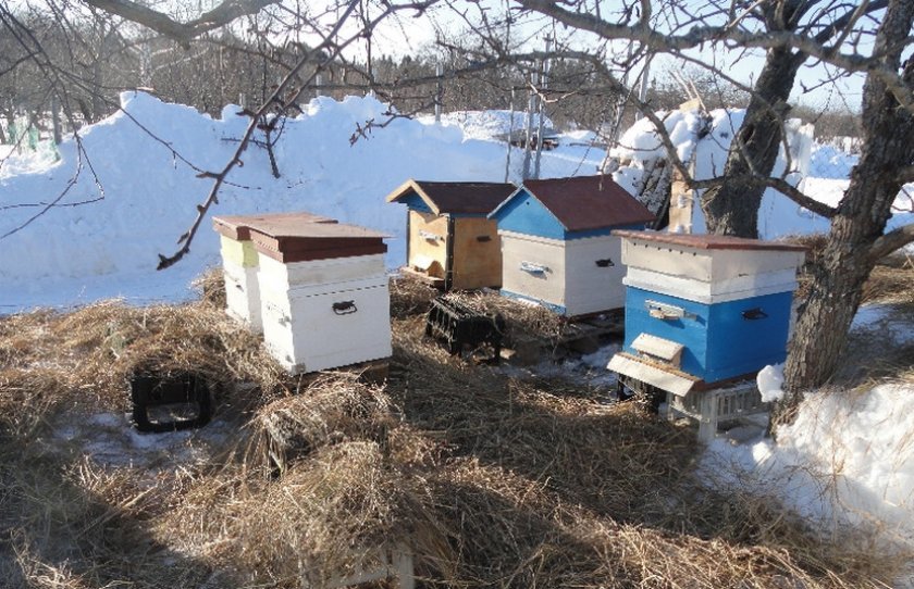 e95f1365de72a50e324fe2a4fc0a1935 Весняні роботи на пасіці: поетапні роботи, розширення гнізд, поради бджолярів